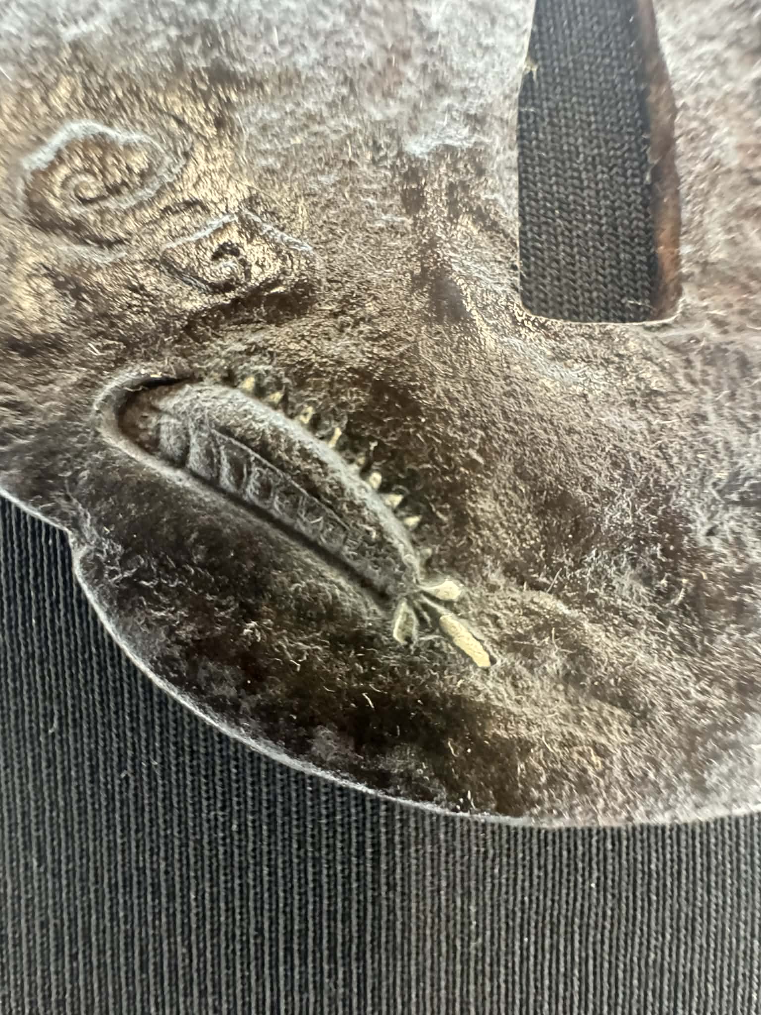 Antique Nihonto - wakizashi (Kodachi?) in Dragon-themed Koshirae