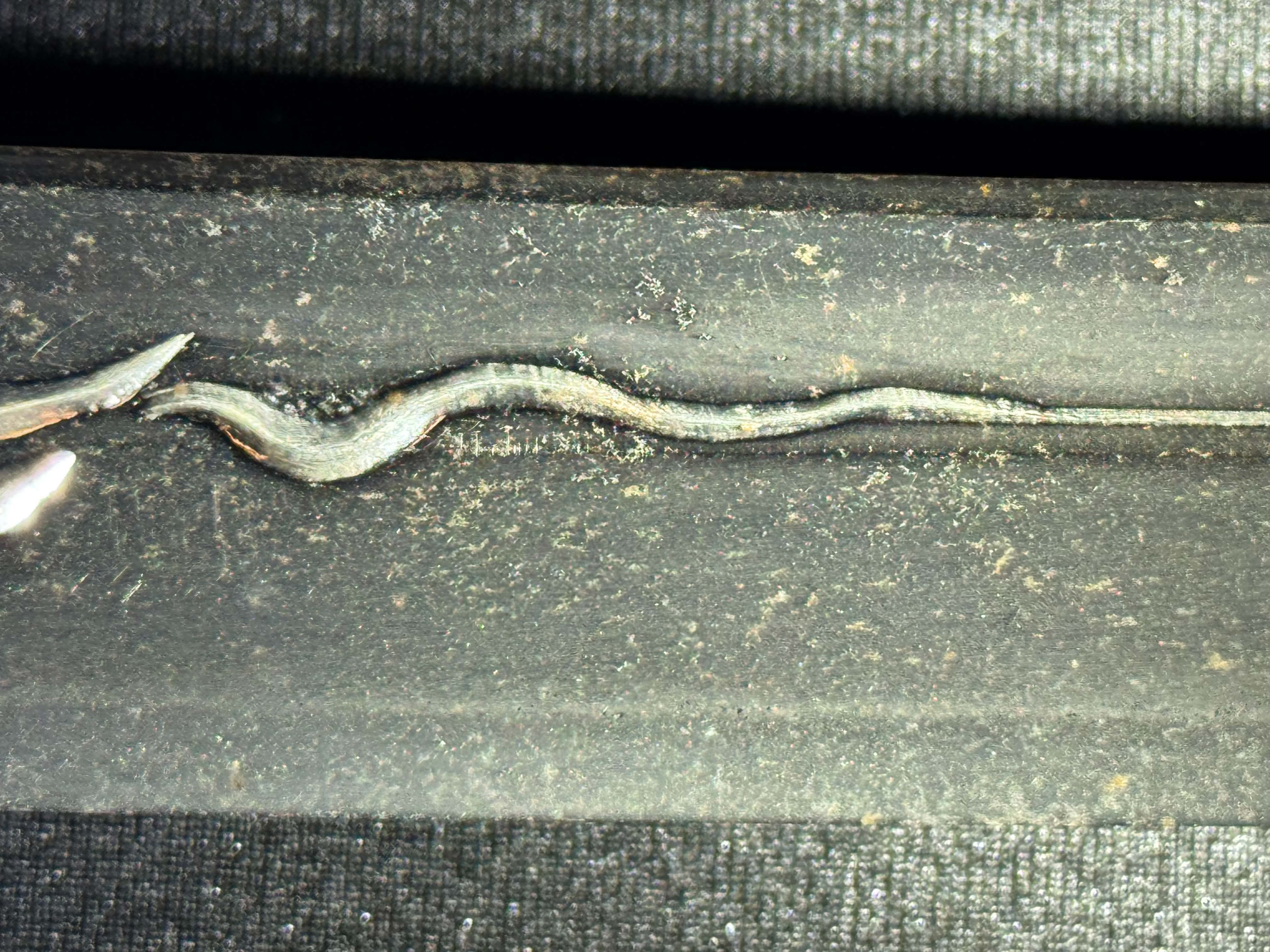 Antique Nihonto - Nagamaki Naoshi Katana in Shirasaya